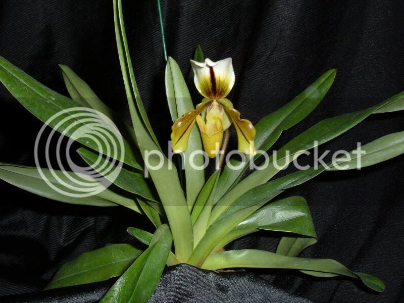 OrchidPictures2008066.jpg