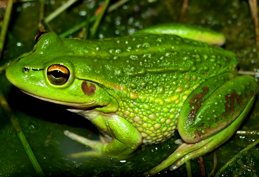 frog_525.jpg