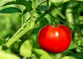 Image result for image better boy tomato ripe