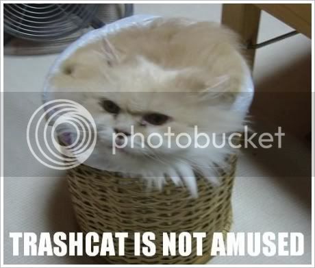 trashcat.jpg