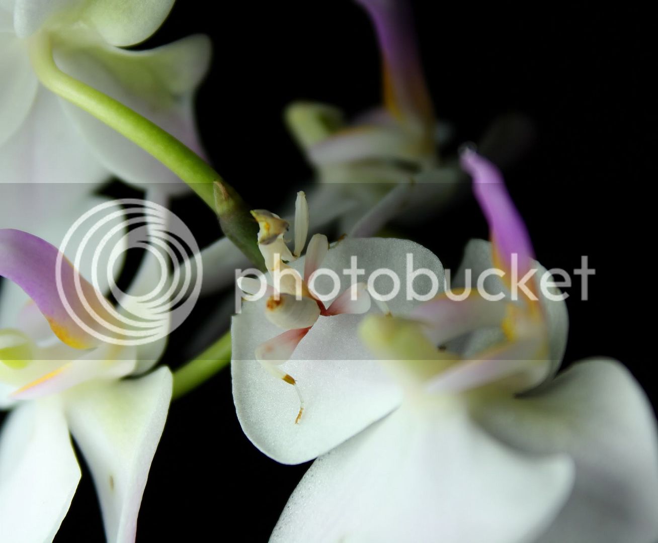 greatorchidshot.jpg