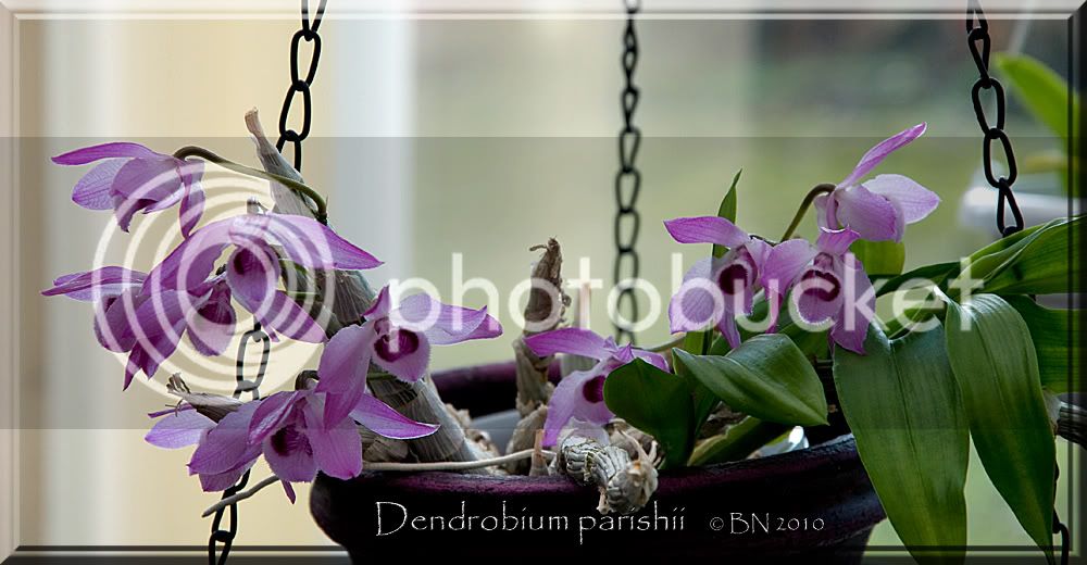 Dendrobium-parishii-2010.jpg