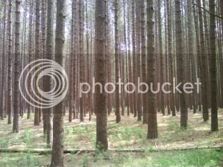 Pines2.jpg