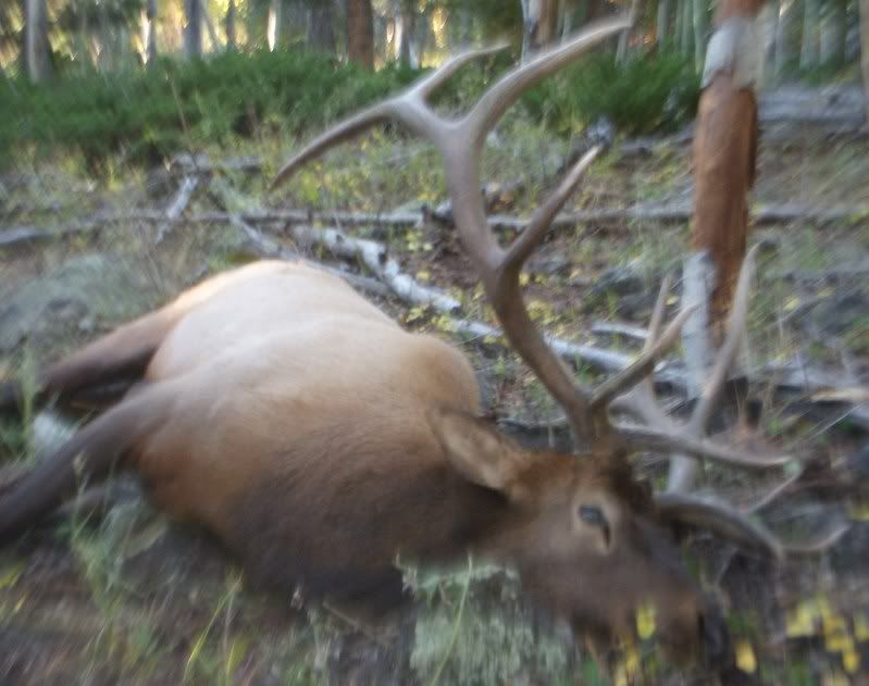 elk_hunt_002.jpg