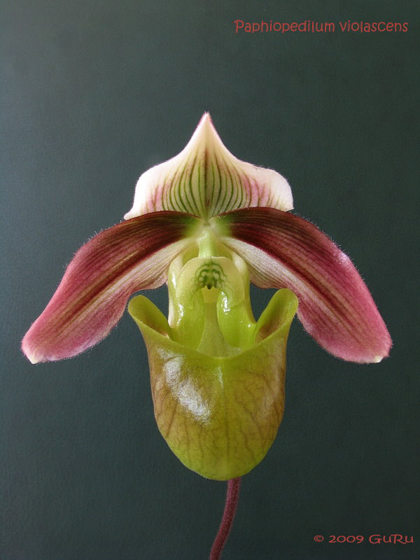 paph_violascens.jpg