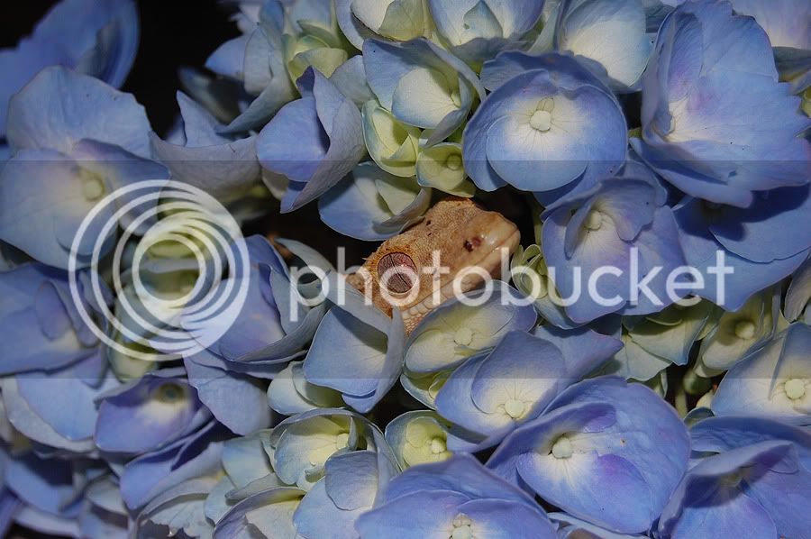 mokahydrangea1.jpg