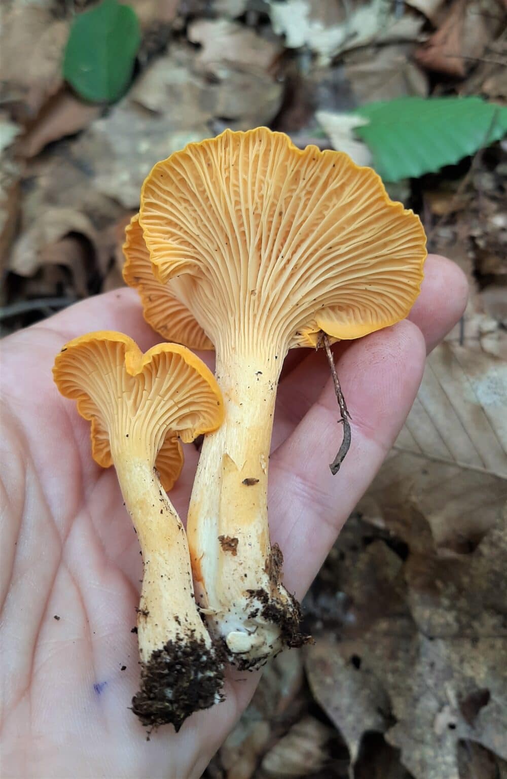 chanterelle-2-2-1000x1536.jpg