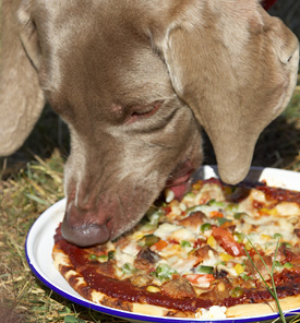 dog-pizza3.jpg