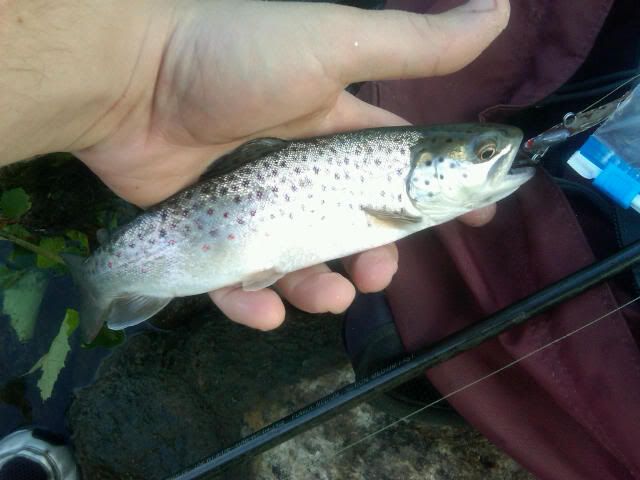 BrownTrout2.jpg