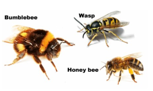 bumble-bee-honey-bee-wasp.png