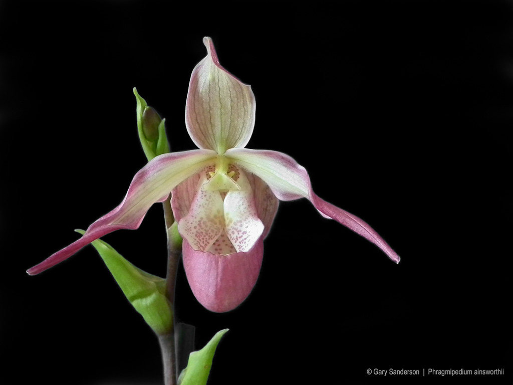 phragmipedium_ainsworthii_01.jpg