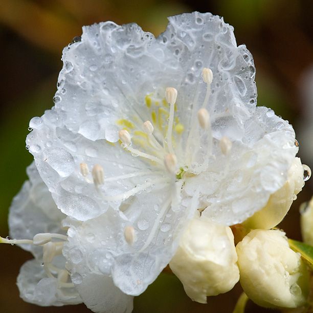 Rhododendronmucronulatumalbum_web.jpg