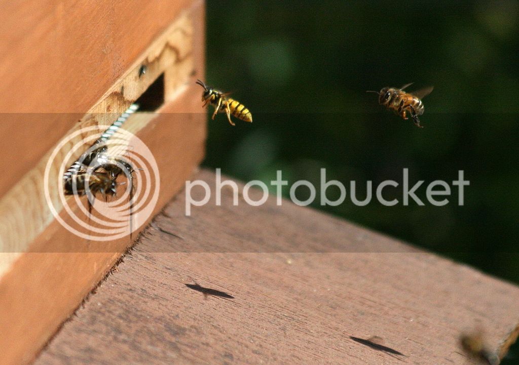 Bees%20and%20wasps%20211_zpsjgk1lcfs.jpg