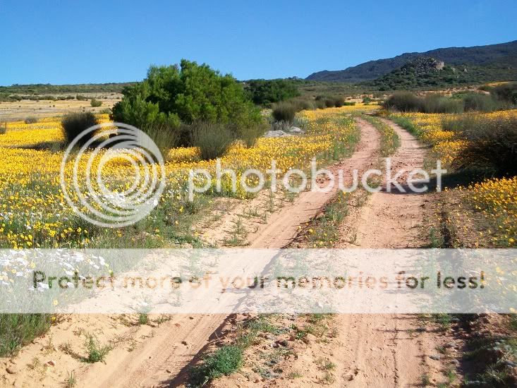 ClanwilliamBlomme2011007.jpg