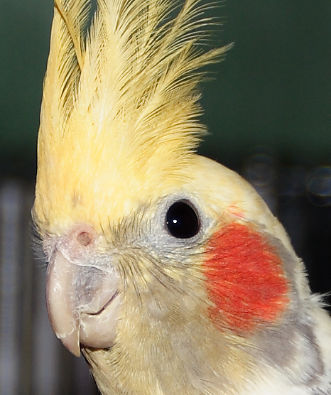 Cockatiel-Rico-002.jpg