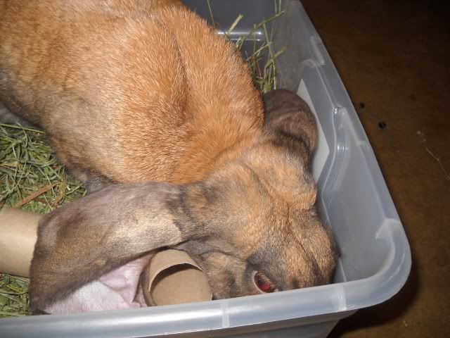 Jennyenjoyingfreshhay3-27-11.jpg