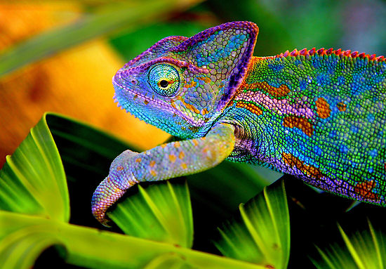 chameleon-11.jpg