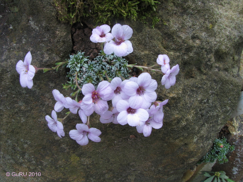 saxifraga_aretioides.jpg