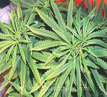 iron deficiencies in cannabis plants