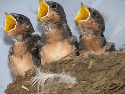 Baby-birds101.jpg