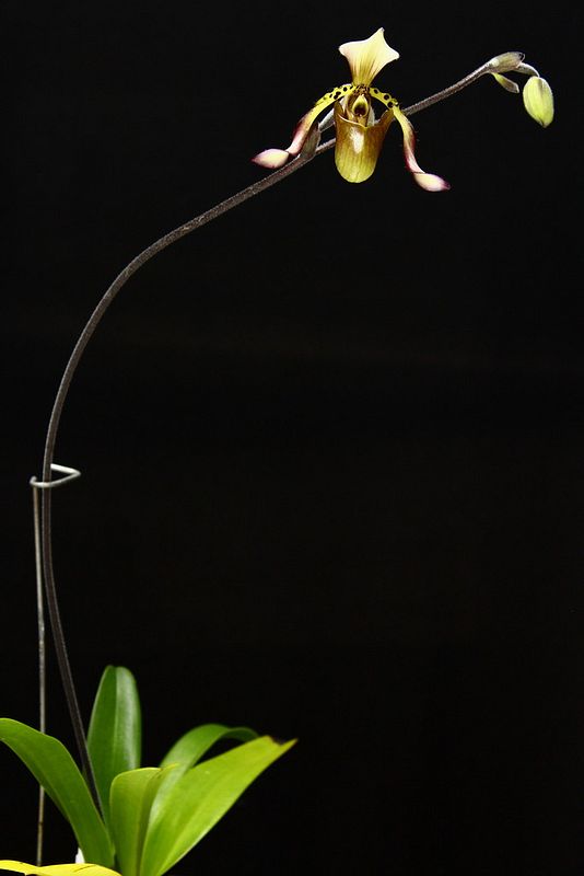 Paph%20richardianum2_zpsqpuo6ceo.jpg