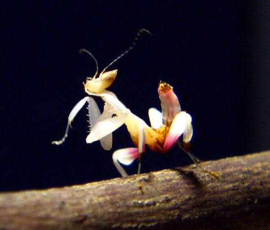 OrchidMantis-5.jpg