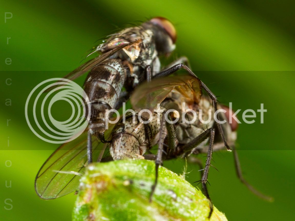 Flies_1847-sm.jpg