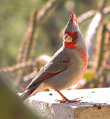 220px-Cardinalis_sinuatus_3.jpg