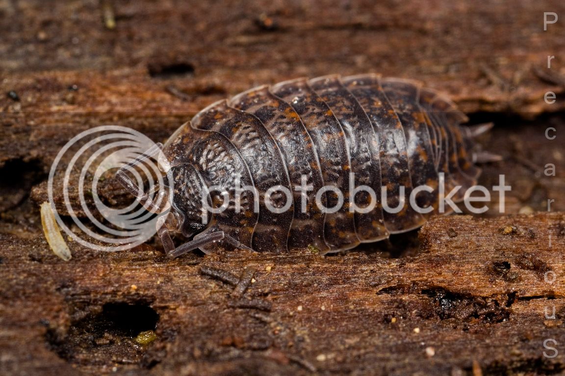 Isopod_1787-sm.jpg