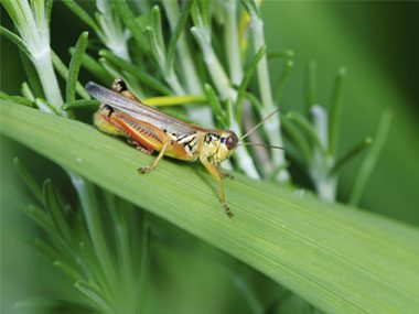 01-weather-crickets-sl.jpg