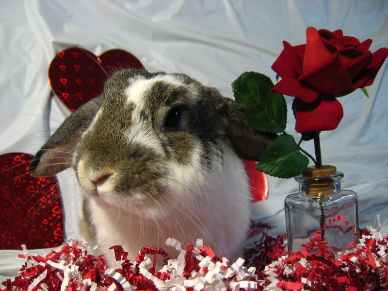 ValentineBunnies016.jpg