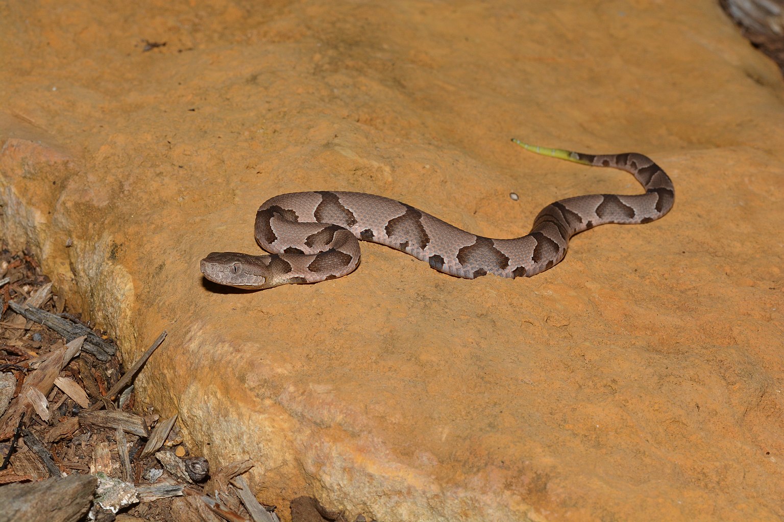 1536px-Eastern_copperhead_-_Agkistrodon_contortrix_%2842669143530%29.jpg