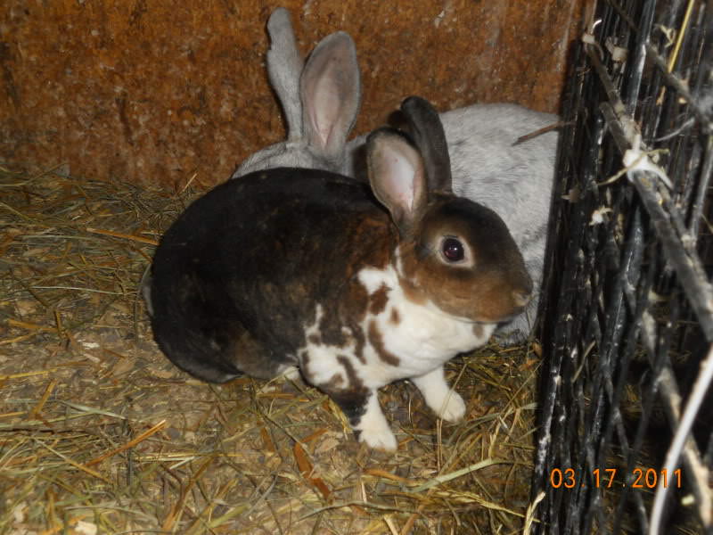 Booted Rabbit Questions? Rabbit Talk Meat Rabbit Farming Forum