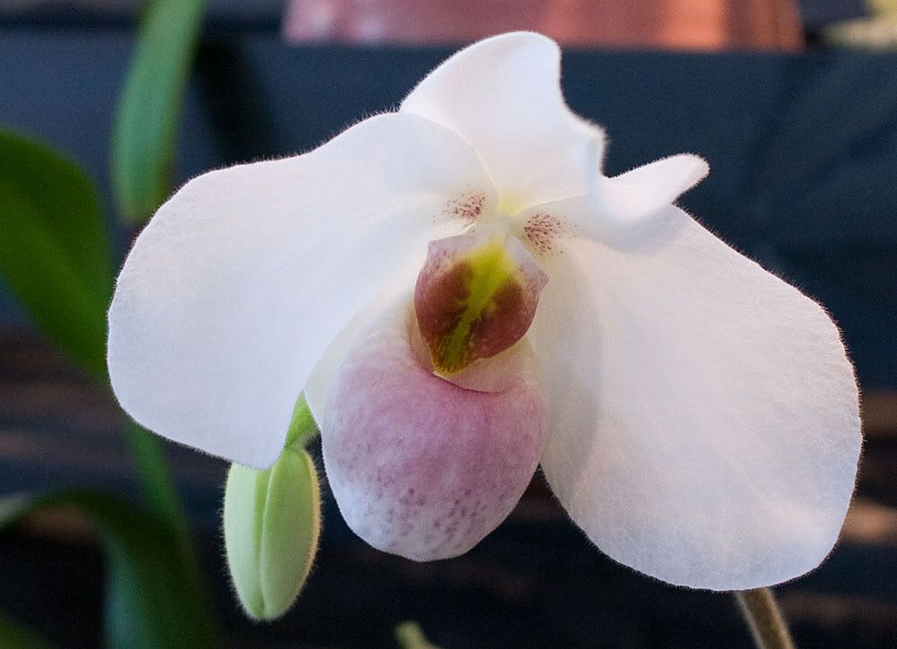 Paph-Armeni-white-x-emerson.jpg