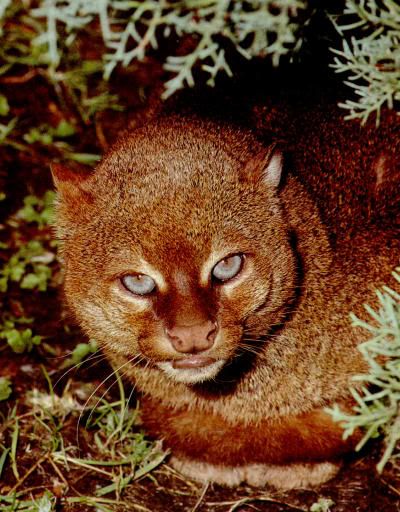 jaguarundi-JPG.jpg