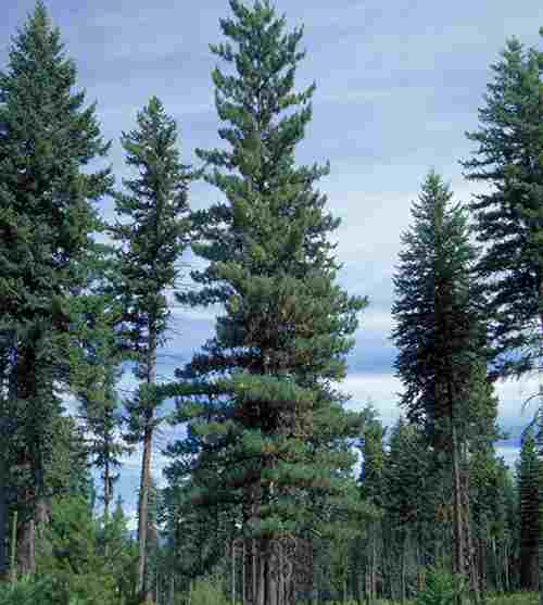 Pinus_monticola_Idaho3.jpg