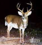 Piebald Deer: How Rare Are They?