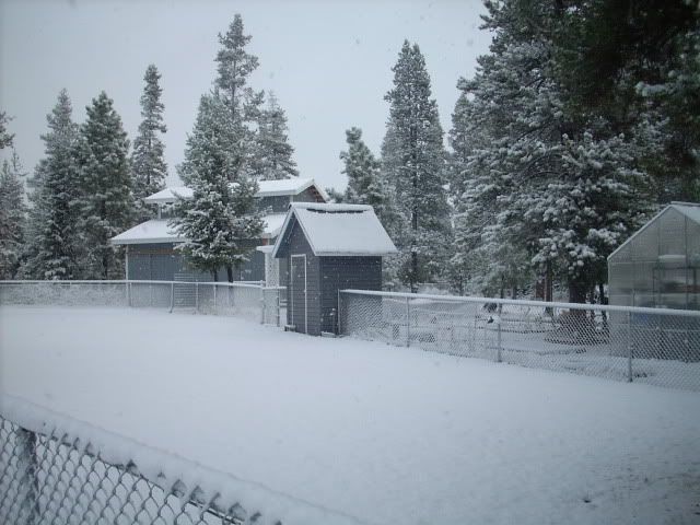 snow08002.jpg