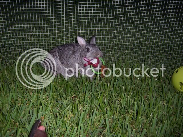 rabbitsJuly-2005026small.jpg