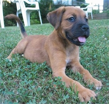 BoxadorShelbyBoxerLab3Months3.JPG