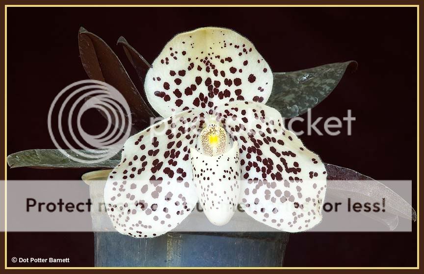 Paph_bellatulum-09.jpg