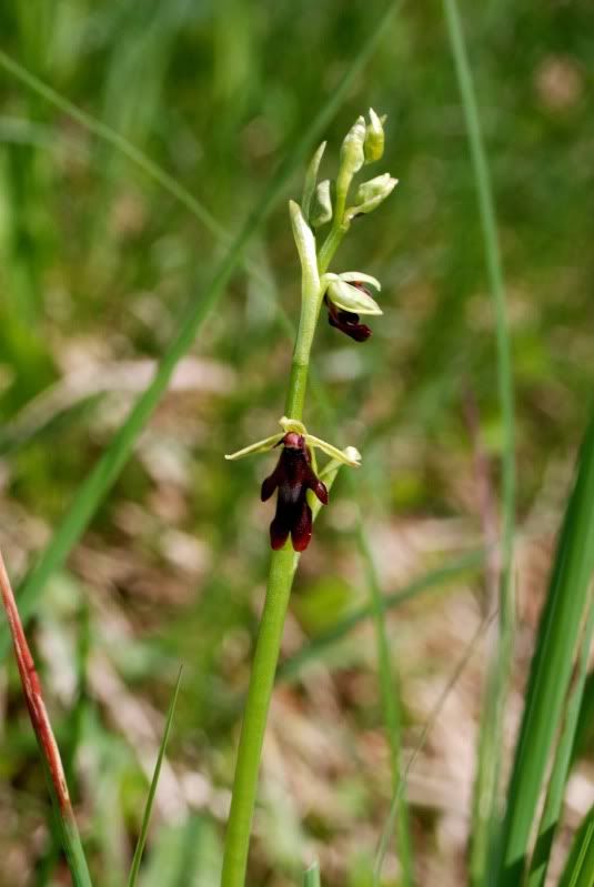 Ophrysinsectifera2aNiederhauserTal2.jpg