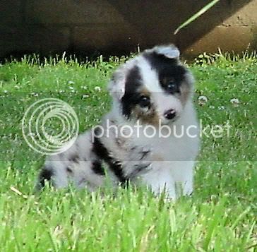 emmas_blue_merle_male_3.jpg