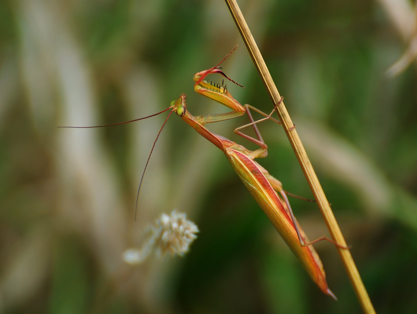 _DSC0043%5B097%5D+(Praying+Mantis).jpg