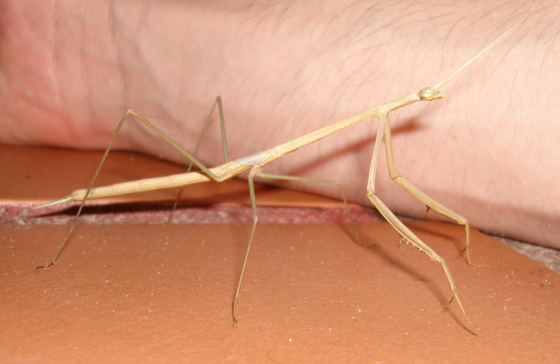 brazilian_stick_mantis_pieter_2.jpg