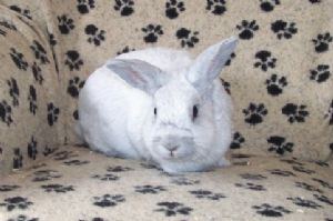 rabbit_12456.jpg