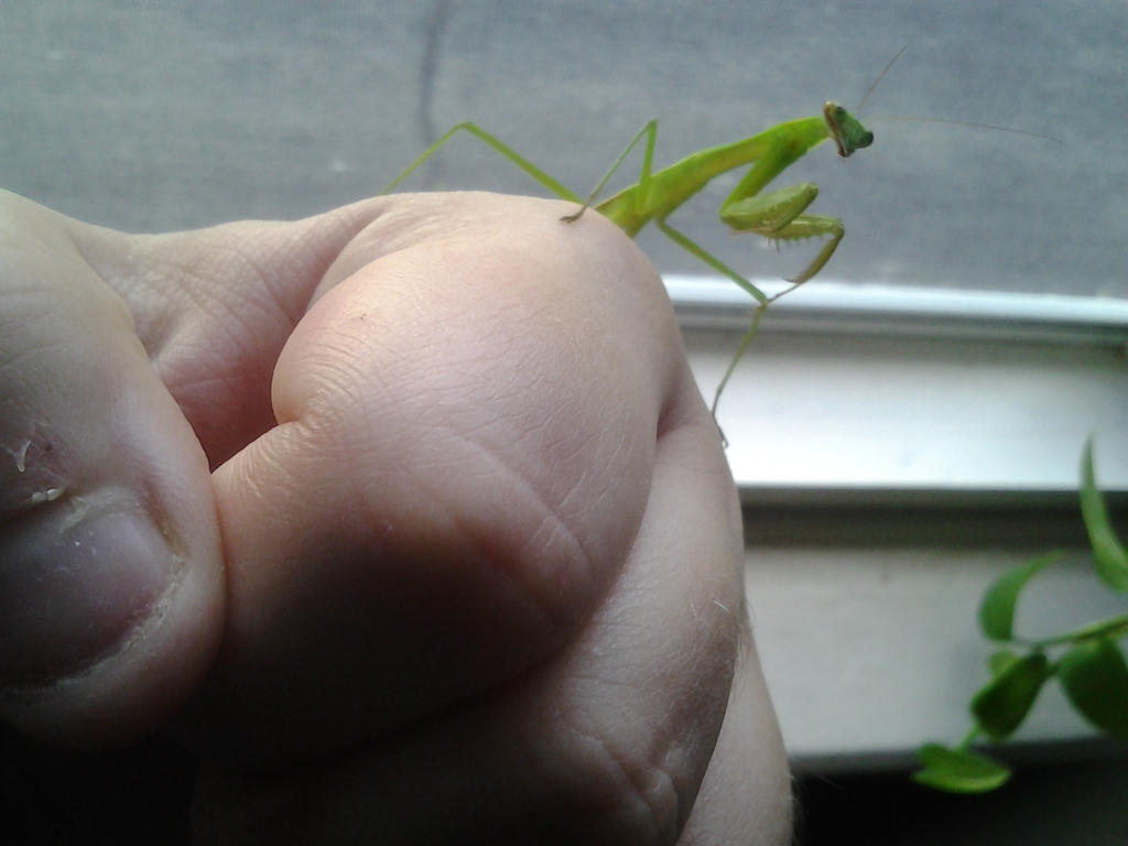 _6__l5_tenodera_sinensis_female__tenosa_by_alexandersmantids-d7tp5ic.jpg