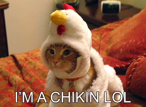 im-a-chiken-lol-funny-cat-pictures.jpg