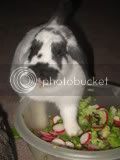 RabbitsPiggingOut016.jpg