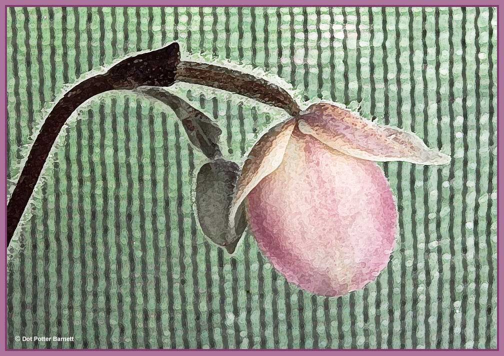 Paph_HCM-Side-Painterly.jpg